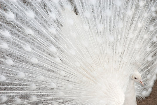 Fototapeta White peacock