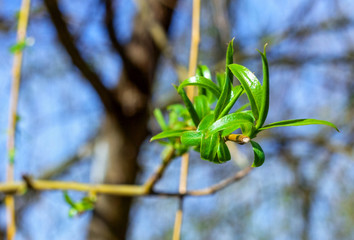 New green leaves on willow branches