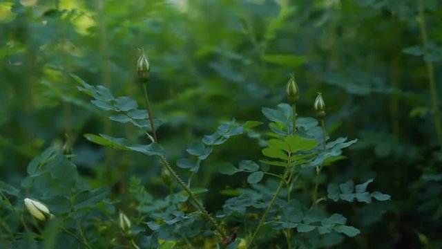 Young briar buds on bush, early summer