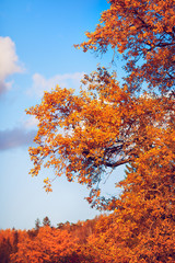 Fototapeta na wymiar Autumn Oak
