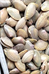 Fresh shellfish at the market