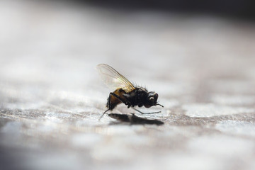 Housefly close up in sunlight