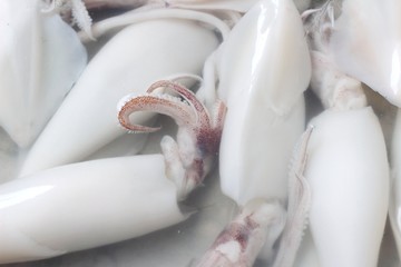 Fresh squid in the market