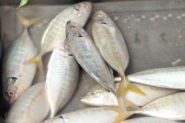 Fresh fish in the market