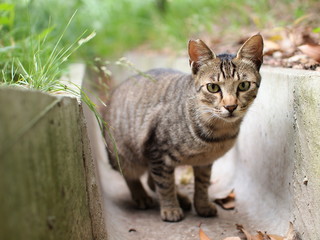 溝の中の猫
