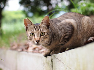 Obraz premium 公園の野良猫
