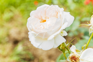 Obraz premium beautiful white rose blooms outdoors