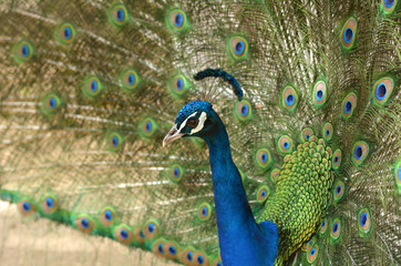 Fototapeta na wymiar Indian peacock displays vibrant and colorful feathers