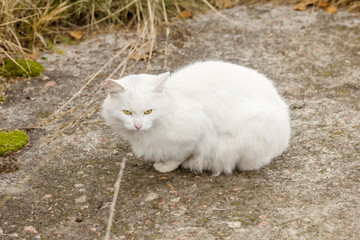 White homeless cat on trail
