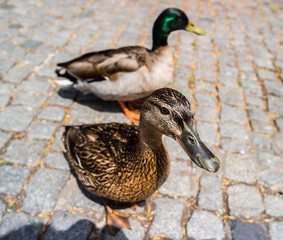 neugieriges Stockentenpaar