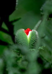 decorative poppy flower that blossoms