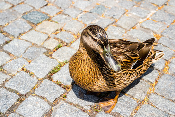 Stockenten Weibchen