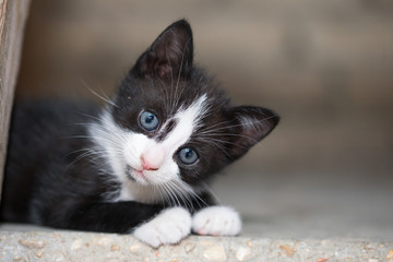 curious kitten