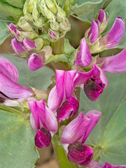 Brad bean plant in garden vegetable plot, with red flowers. Vici