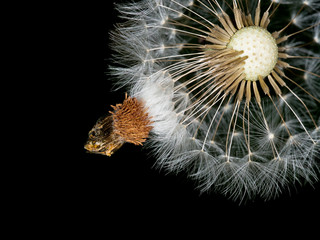 Dandelion seed head, clock over black background. With some peta