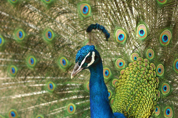 Indian peacock displays vibrant and colorful feathers