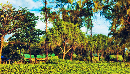 Thai Landscape