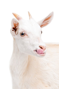 Portrait of a white young goat showing tongue