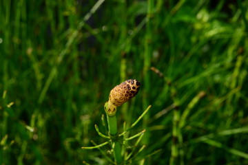 Vegetation wild wilderness flower horsetail summer morning