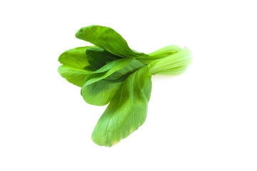 Bok choy (chinese cabbage )