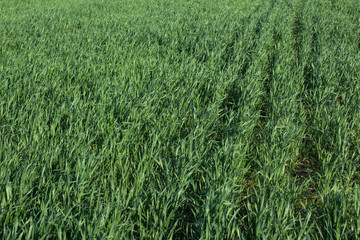 Image of wheat sprouts