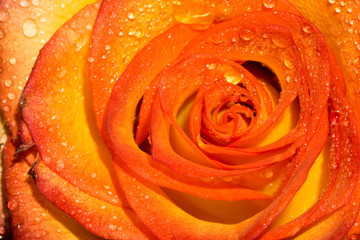 Orage Rose with Droplets Macro