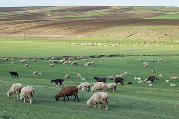 A flock of sheep grazing in an open field