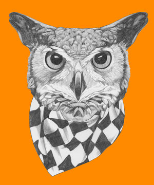 Original drawing of Owl with scarf. Isolated on colored background
