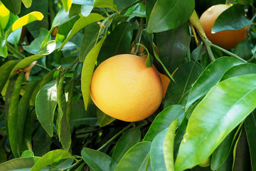 a grapefruit on a tree