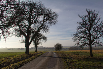 Fototapeta na wymiar Rural landscape / Summer landscape with trees along the road