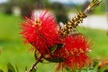 callistemon red flower like a brush