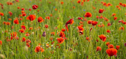 red poppies