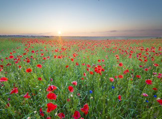 sunset over poppy meadow