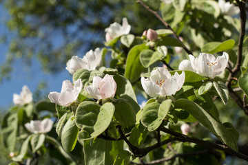 Quince flowers