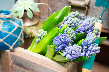  still life with Hyacinth in vintage cabinet wood at rustic inte