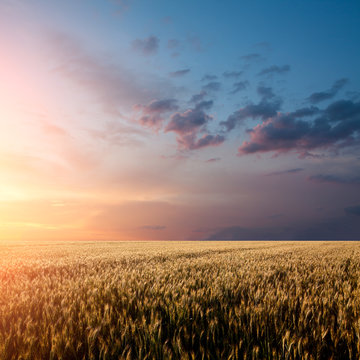 wheat field sunset