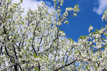 blossoming spring tree and the blue sky