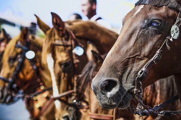 Cavalli a Sant'Efisio