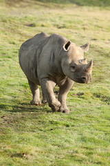 Fototapeta premium Black Rhino 10280