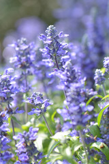 close up of Salvia officinalis