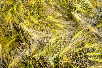Barley ears. Hordeum vulgare