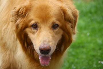 Fototapeta premium Hund Tier