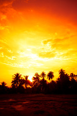 vintage filter : silhouette landscape of coconut tree ,tropical