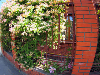 Facade of the building with a brick wall with flowers