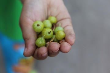 Gooseberries in the children's palm.
Child holds in the palm green gooseberries.