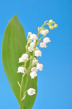 lily of the valley