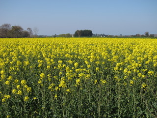 Fototapeta premium Flower of rape