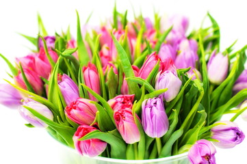 pink and violet tulips isolated on white