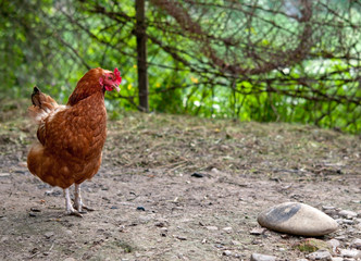 chicken
