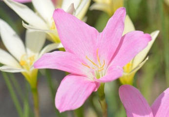 Groups of lilies, pink and yellow.